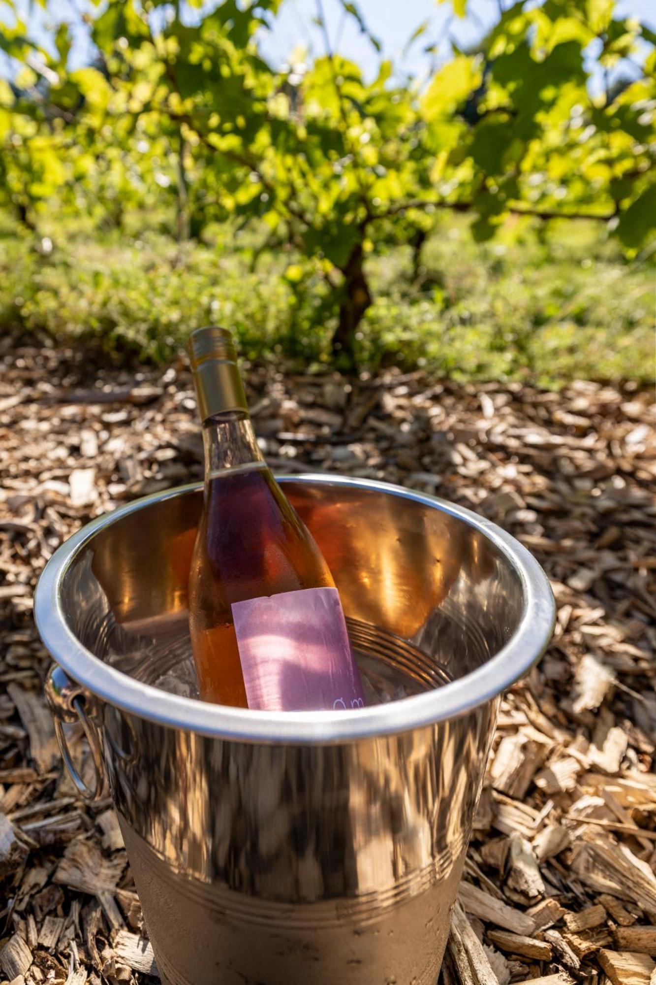 Holmegaard Vin Og Glamping Otel Dannemare Dış mekan fotoğraf